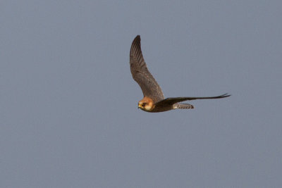 Red-footed Falcon - Aftonfalk