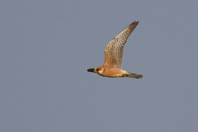 Red-footed Falcon - Aftonfalk