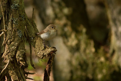Red-breasted Flycatcher - Mindre flugsnappare