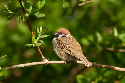 Eurasian Tree Sparrow - Pilfink
