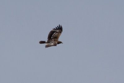 Greater Spotted Eagle - Strre skrikrn