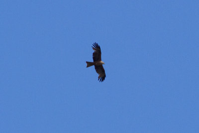 Black Kite - Brun glada