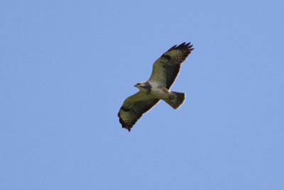 Common Buzzard - Ormvrk
