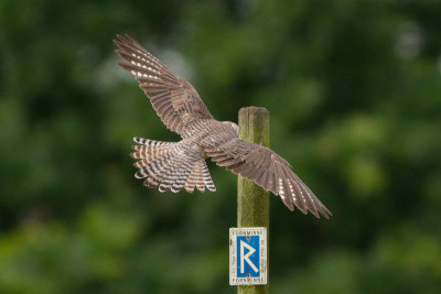 Red-footed Falcon - Aftonfalk