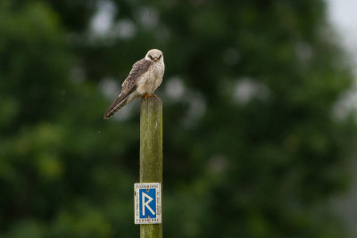 Red-footed Falcon - Aftonfalk