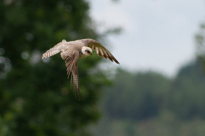 Red-footed Falcon - Aftonfalk