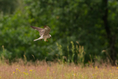 Red-footed Falcon - Aftonfalk