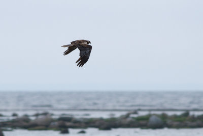 Western Marsh Harrier - Brun krrhk