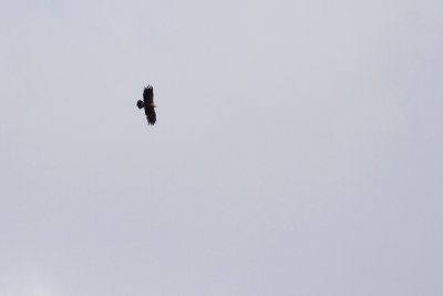 Lesser Spotted Eagle - Mindre skrikrn