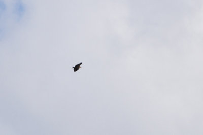 Lesser Spotted Eagle - Mindre skrikrn