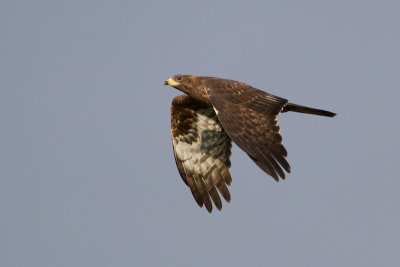 Eurasian Honey Buzzard - Bivrk