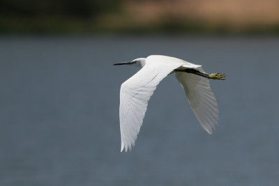 Silkeshger