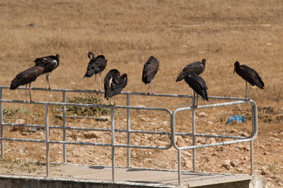 Abdimstork