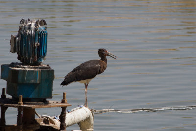 Abdimstork