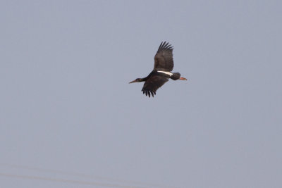 Abdimstork