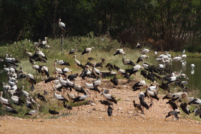 Abdimstork och vit stork
