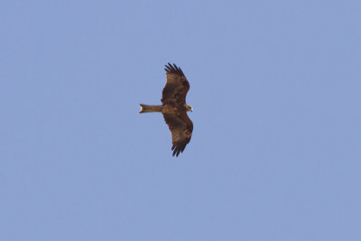 Brunglada