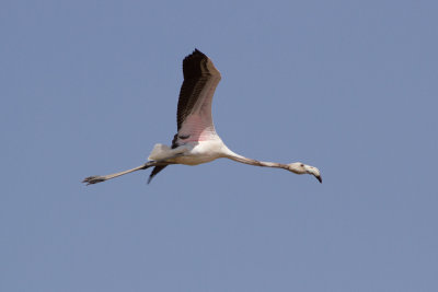 Strre flamingo