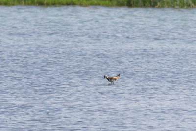 Fasanjacana