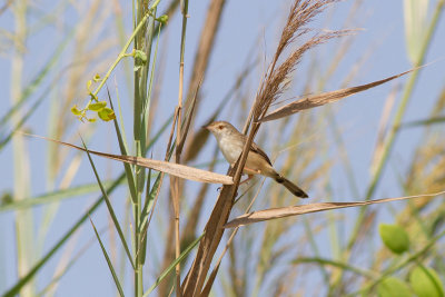 Streckad prinia