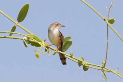 Streckad prinia
