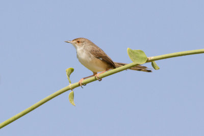 Streckad prinia