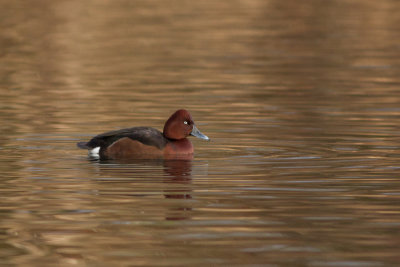 Ferruginous Duck - Vitgd dykand