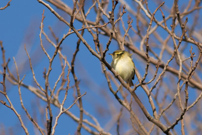 Yellow-browed Warbler - Tajgasngare