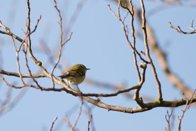 Yellow-browed Warbler - Tajgasngare