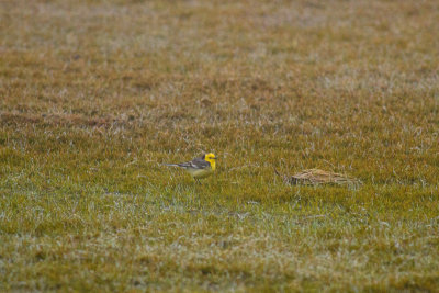 Citrine Wagtail - Citronärla
