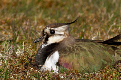 Northern Lapwing - Tofsvipa