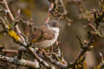 Common Whitethroat - Trnsngare