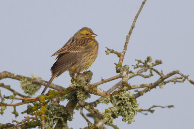 Yellowhammer - Gulsparv