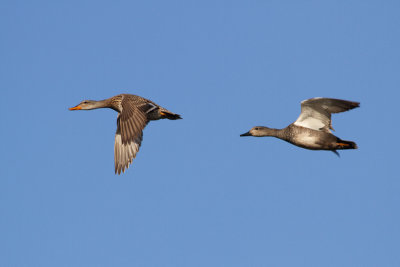 Gadwall - Snatterand