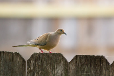 Mourning Dove - Spetsstjärtad duva