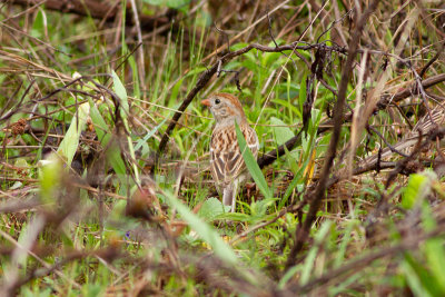 Field Sparrow - Åkersparv