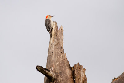 Red-bellied Woodpecker - Karolinaspett