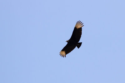 Black Vulture - Korpgam