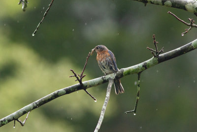 Eastern Bluebird - Ötsialia