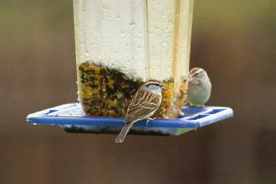 Chipping Sparrow - Tjippsparv