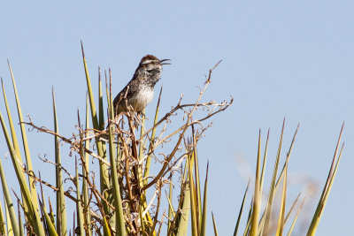 Cactus Wren - Kaktusgärdsmyg