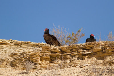 Turkey Vulture - Kalkongam