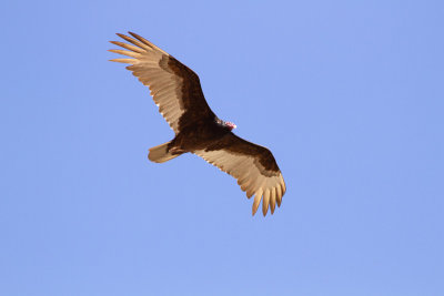Turkey Vulture - Kalkongam