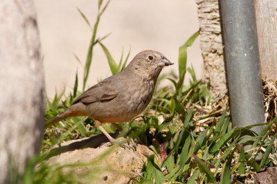 Canyon Towhee - Kanjonbusksparv