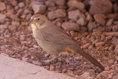 Canyon Towhee - Kanjonbusksparv