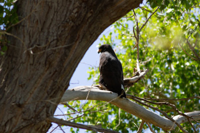 Common Black Hawk - Mindre svartvråk