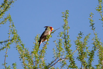 Pyrrhuloxia - Ökenkardinal