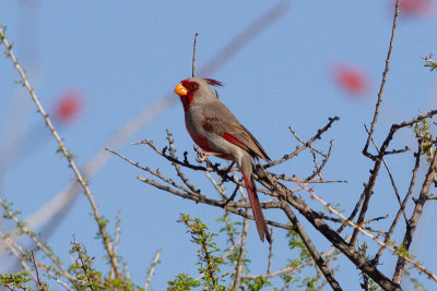 Pyrrhuloxia - Ökenkardinal
