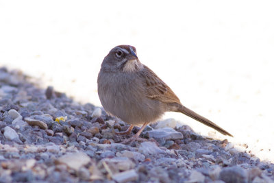Rufous-crowned Sparow - Rostkronad sparv