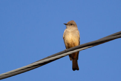 Say's Phoebe - Rödbrun fibi